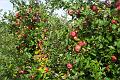 apple 005
